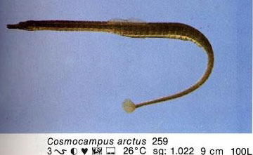 Cosmocampus arctus